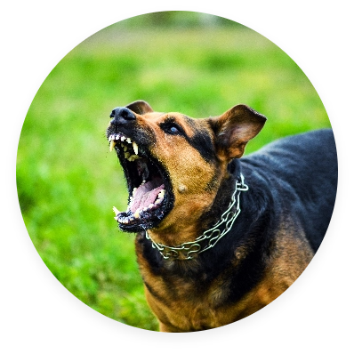 personal injury dog bite settlement